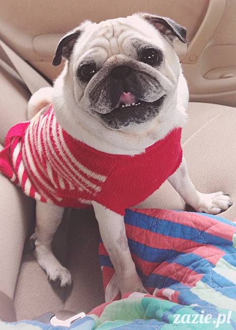 kumok_miszur_mopsy_mopsiki_42