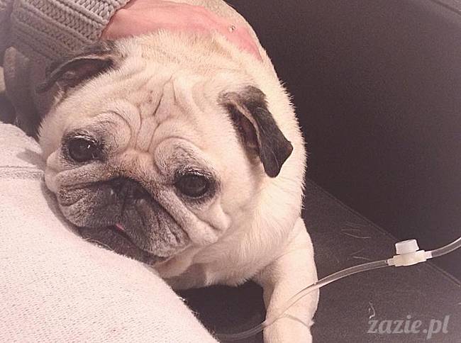 kumok_miszur_mopsy_mopsiki_43