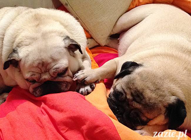 kumok_miszur_mopsy_mopsiki_44