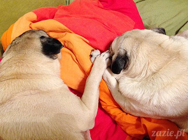 kumok_miszur_mopsy_mopsiki_45