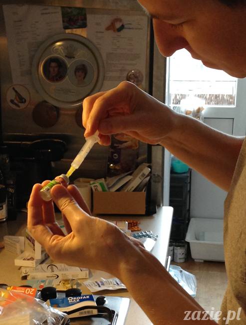 Kumok Miszur mopsy mopsiki Zazie