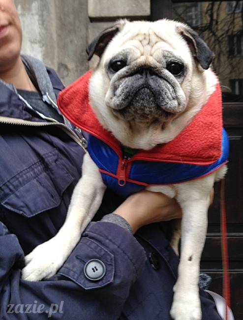 Kumok Miszur mopsy mopsiki Zazie