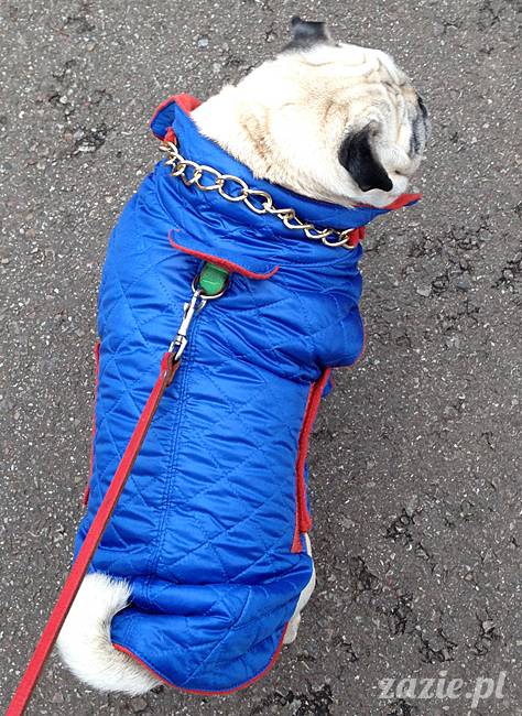 Kumok Miszur mopsy mopsiki Zazie