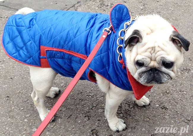 Kumok Miszur mopsy mopsiki Zazie