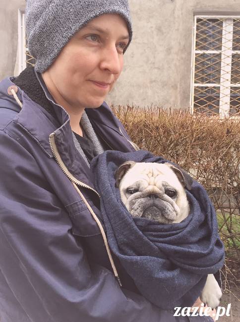 Kumok Miszur mopsy mopsiki Zazie