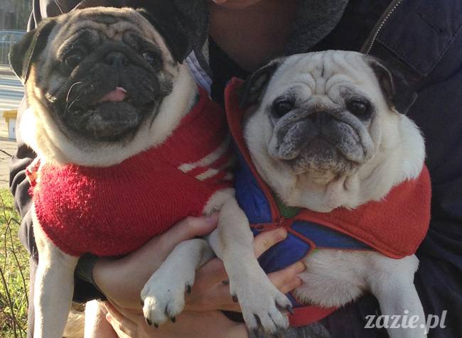 Kumok Miszur mopsy mopsiki Zazie