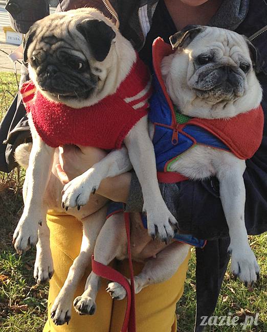 Kumok Miszur mopsy mopsiki Zazie