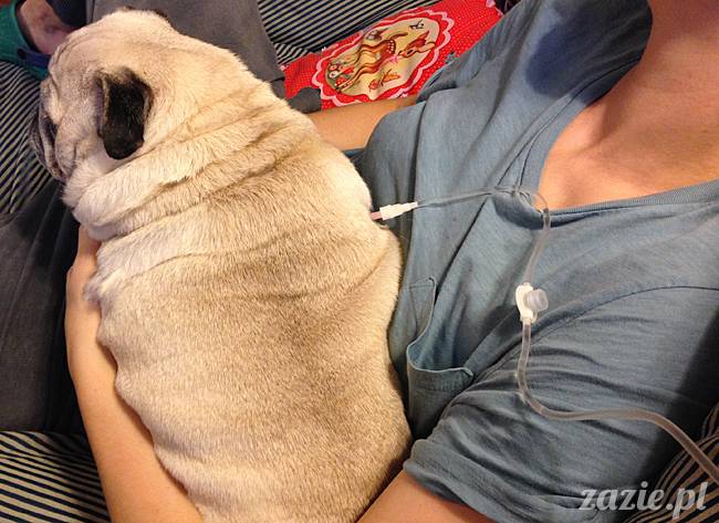 Kumok Miszur mopsy mopsiki Zazie