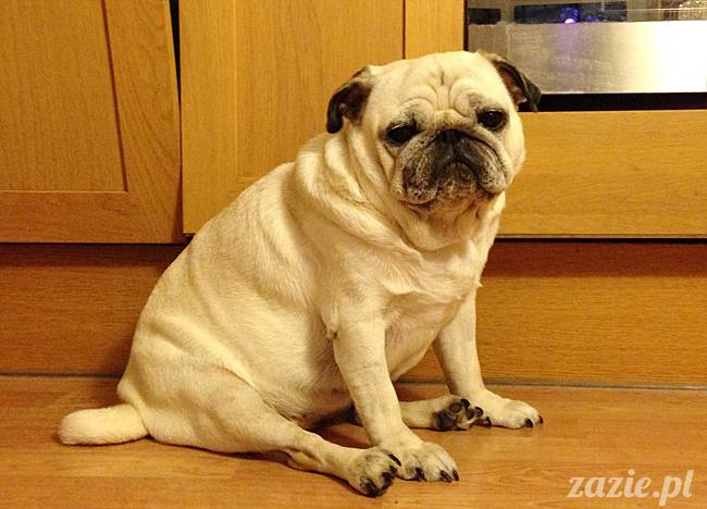 kumok_miszur_mopsy_mopsiki_62