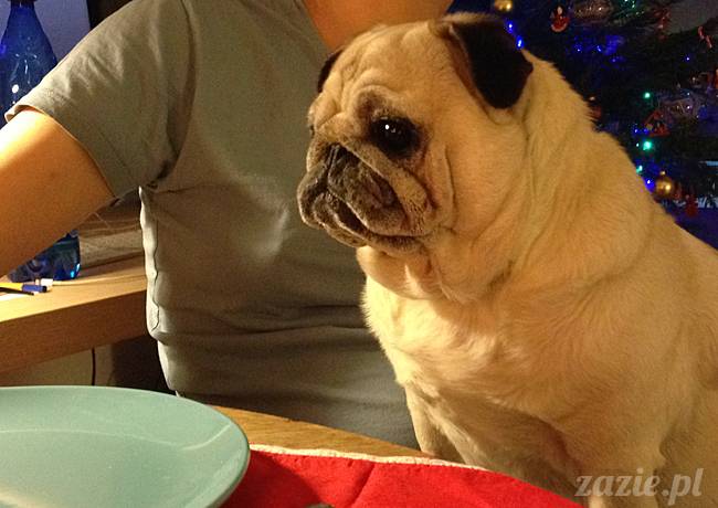 kumok_miszur_mopsy_mopsiki_63