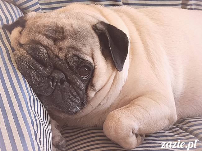 kumok_miszur_mopsy_mopsiki_64