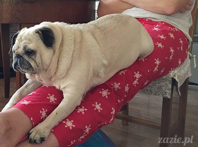 kumok_miszur_mopsy_mopsiki_66