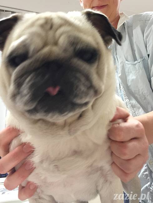 kumok_miszur_mopsy_mopsiki_67