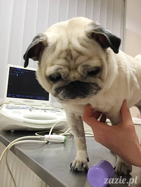 kumok_miszur_mopsy_mopsiki_68