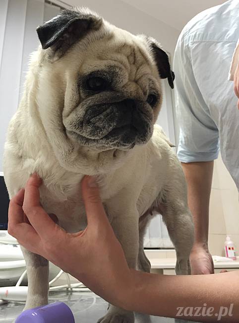 kumok_miszur_mopsy_mopsiki_69