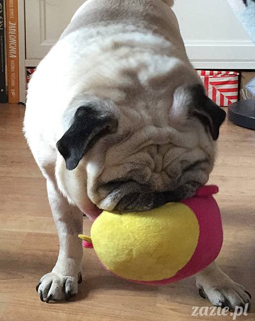 kumok_miszur_mopsy_mopsiki_70