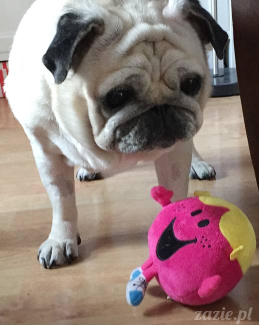 kumok_miszur_mopsy_mopsiki_71