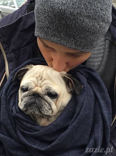 kumok_miszur_mopsy_mopsiki_72