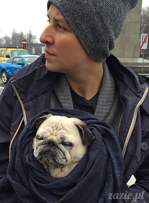 kumok_miszur_mopsy_mopsiki_73