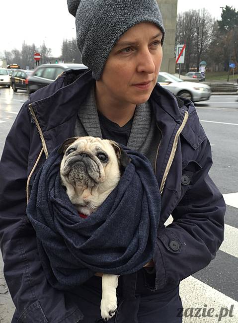 kumok_miszur_mopsy_mopsiki_74