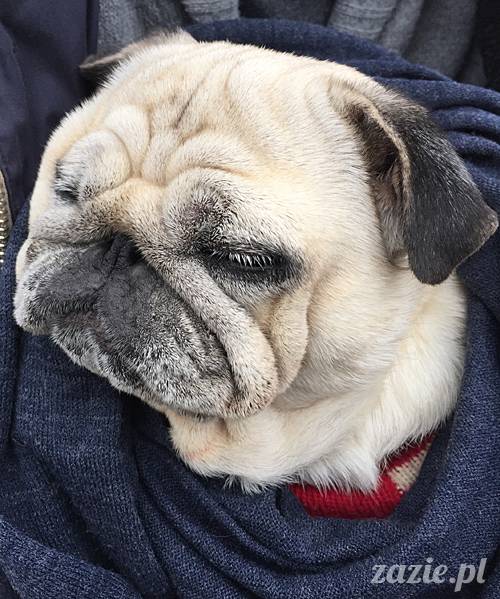 kumok_miszur_mopsy_mopsiki_75