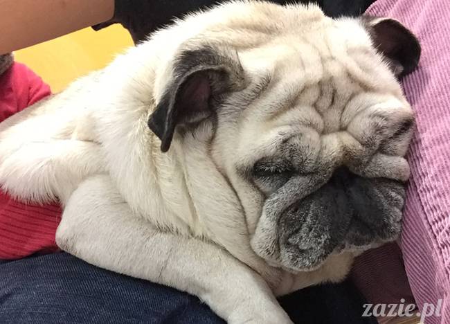 kumok_miszur_mopsy_mopsiki_76