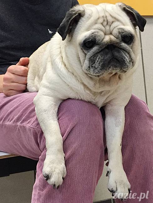 kumok_miszur_mopsy_mopsiki_77