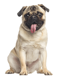 pug2
