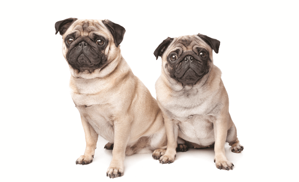 pugs