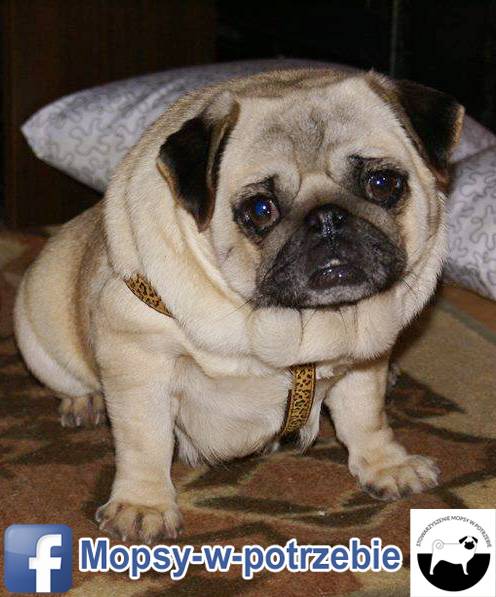 mops do adopcji, mopsy do adopcji, mopsy w potrzebie, zaadoptuję mopsa, oddam mopsa, przygarnę mopsa