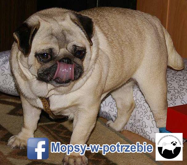 mops do adopcji, mopsy do adopcji, mopsy w potrzebie, zaadoptuję mopsa, oddam mopsa, przygarnę mopsa