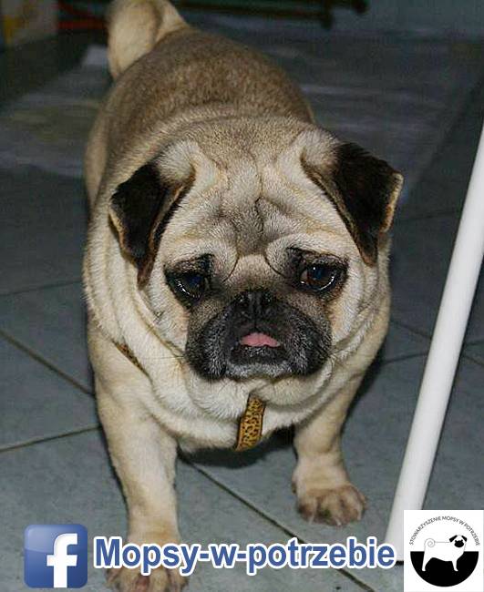 mops do adopcji, mopsy do adopcji, mopsy w potrzebie, zaadoptuję mopsa, oddam mopsa, przygarnę mopsa