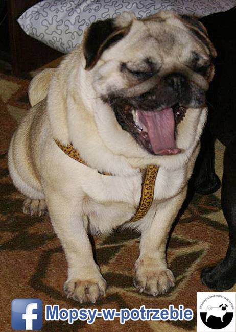 mops do adopcji, mopsy do adopcji, mopsy w potrzebie, zaadoptuję mopsa, oddam mopsa, przygarnę mopsa