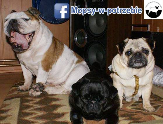 mops do adopcji, mopsy do adopcji, mopsy w potrzebie, zaadoptuję mopsa, oddam mopsa, przygarnę mopsa