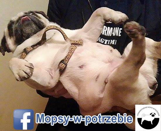 mops do adopcji, mopsy do adopcji, mopsy w potrzebie, zaadoptuję mopsa, oddam mopsa, przygarnę mopsa