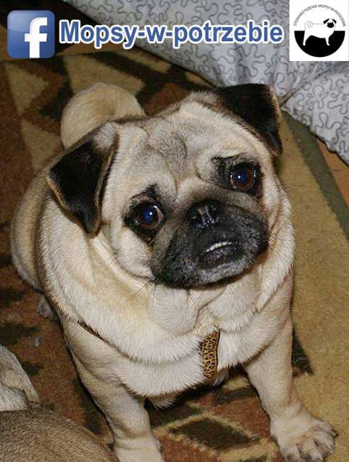 mops do adopcji, mopsy do adopcji, mopsy w potrzebie, zaadoptuję mopsa, oddam mopsa, przygarnę mopsa