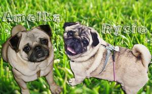 [MOPS DO ADOPCJI]:  Wiosna z Amelką i Rysiem ♥