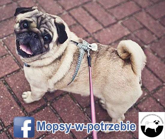 mops do adopcji, mopsy do adopcji, mopsy w potrzebie, zaadoptuję mopsa, oddam mopsa, przygarnę mopsa