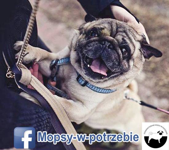 mops do adopcji, mopsy do adopcji, mopsy w potrzebie, zaadoptuję mopsa, oddam mopsa, przygarnę mopsa