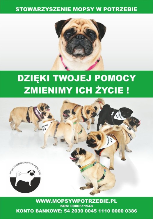mopsy_w_potrzebie