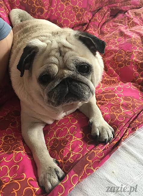 mops mopsy mopsiki Kumok Miszur