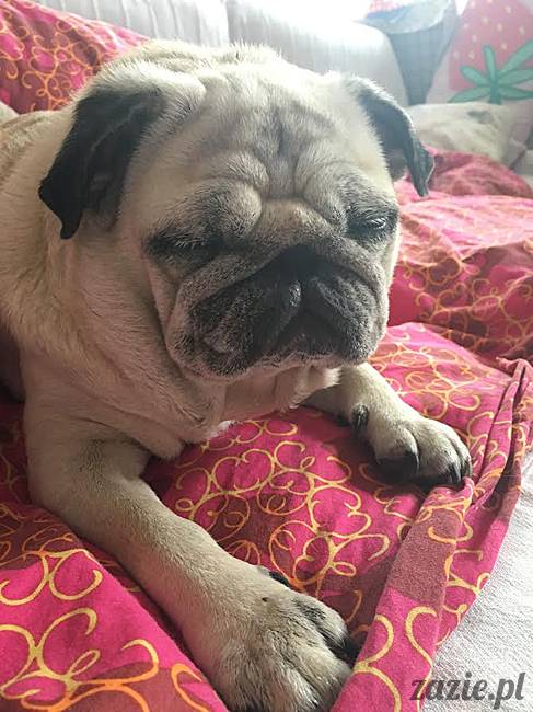 mops mopsy mopsiki Kumok Miszur