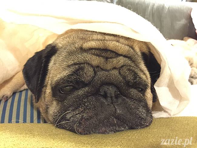 mops mopsy mopsiki Kumok Miszur