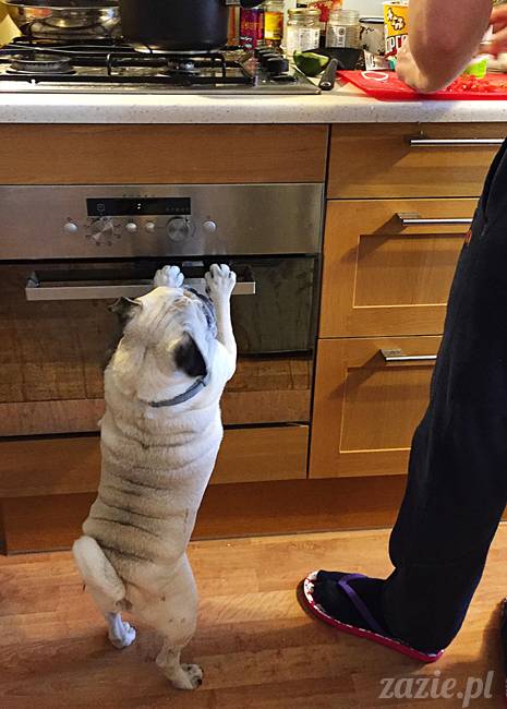 mops mopsy mopsiki Kumok Miszur