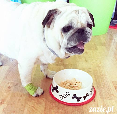 mops mopsy mopsiki Kumok Miszur