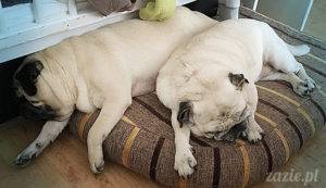 Mopsikowy apdejt z ostatniego półrocza + filmowe migawki z życia Kumoka i Miszura