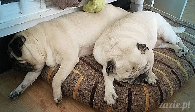 mops mopsy mopsiki Kumok Miszur