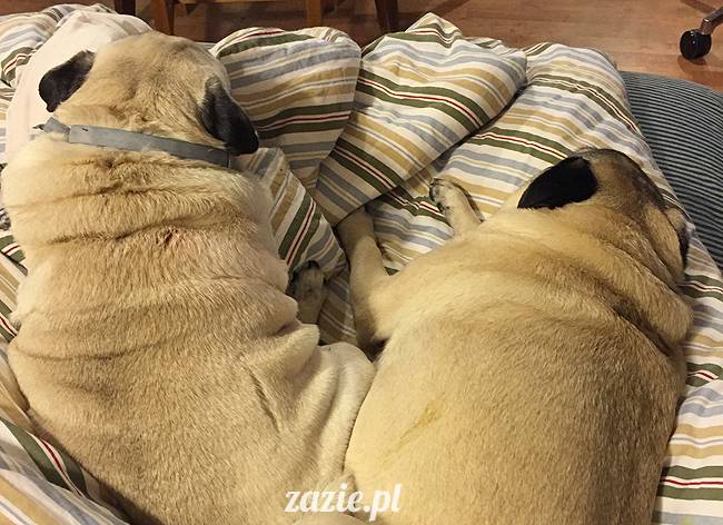 mops mopsy mopsiki Kumok Miszur