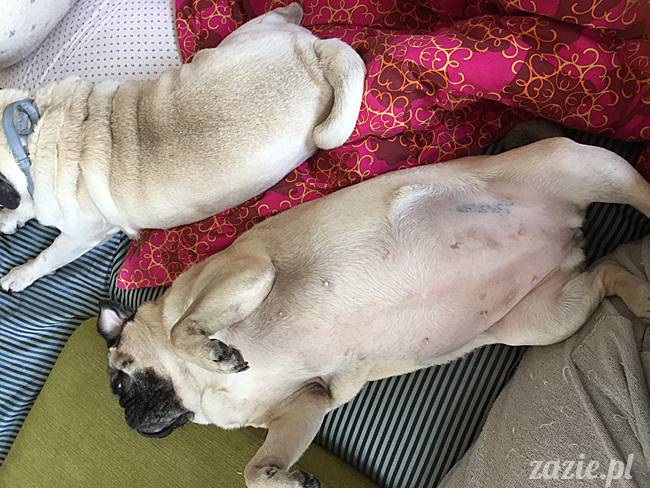 mops mopsy mopsiki Kumok Miszur