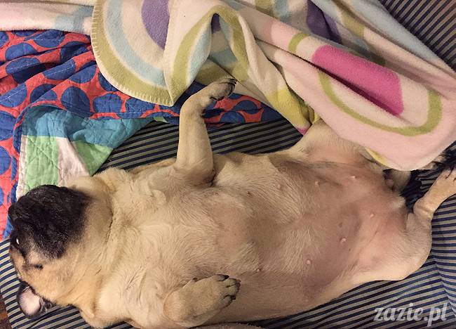 mops mopsy mopsiki Kumok Miszur